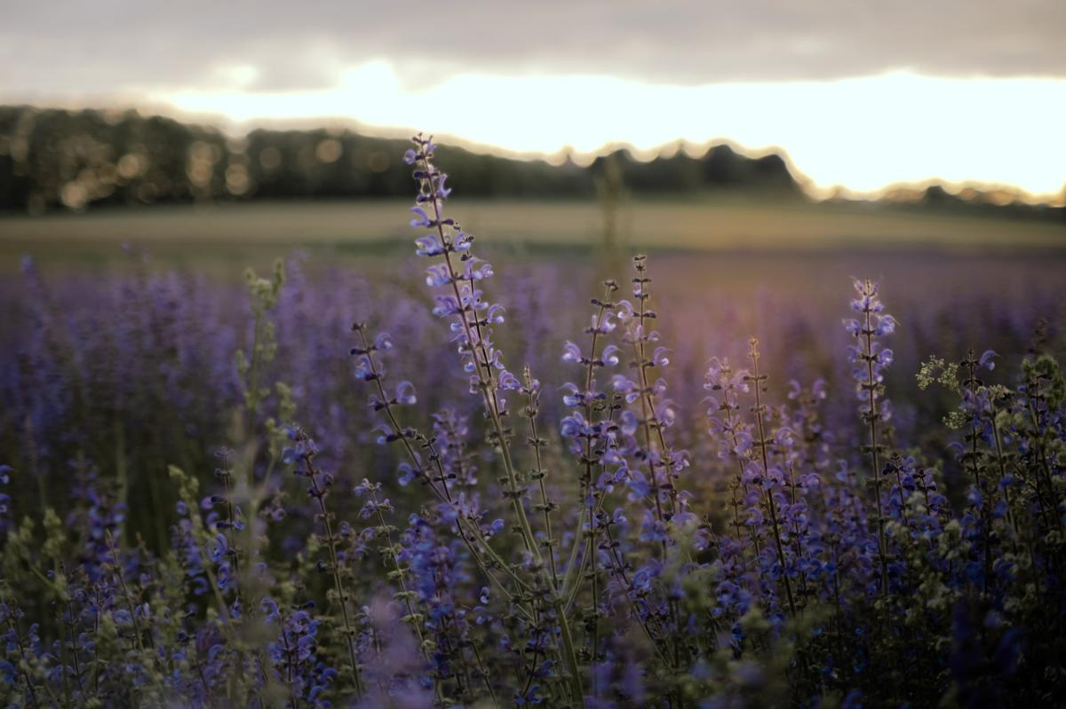 Champs de sauge violette lumière de fin de journée Bas-Rhin photographe